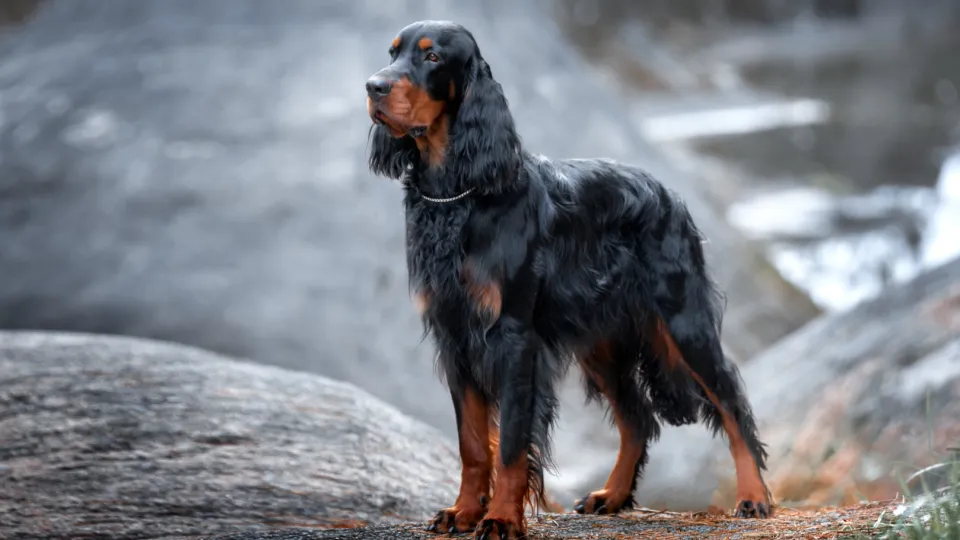 Gordon Setter